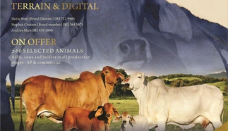 nasionale-brahman-veiling-10-sept-2022-custom.jpg.webp