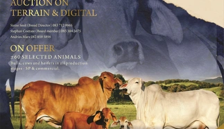 nasionale-brahman-veiling-10-sept-2022-joernaal-adv-custom.jpg.webp