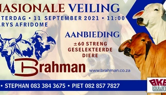 nasionale-brahman-veiling-11-sept-2021-correx-bord-1250x2500mm.jpg.webp