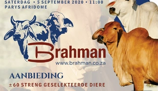 nasionale-brahman-veiling-5-sept-2020-correx-bord-800-mm-x-600-mm-large.jpg.webp