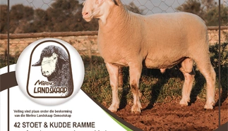 nasionale-merino-landskaap-21-augustus-2024-a4-pamflet.jpg.webp