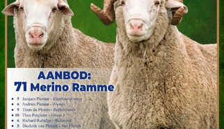 nasionale-merino-veiling-2022-1.jpg.webp