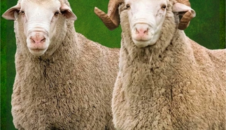 nasionale-merino-veiling-2022-sonder-logo.jpg.webp