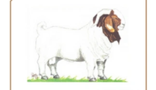 national-boergoat-sale.png.webp