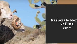 national-merino-auction.jpg.webp