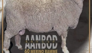 national-merino-poster.jpeg.webp