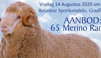 national-merino-simulcast-sale-cropped.jpg.webp