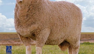 national-merino-simulcast-sale.jpg.webp