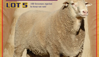 nello-dohne-merino-stoet-28-julie-2022-a4-enkel-pamflet-custom.jpg.webp