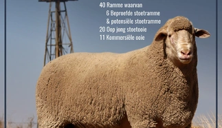 niekerksrust-a4-pamflet-2-oktober-2024.jpg.webp