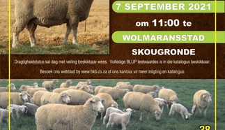 noordwes-savm-klubveiling.jpeg.webp