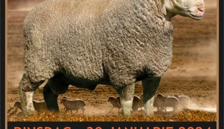 nuwe.jpg.webp