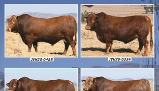 open-range-beefmasters-8-aug-2023-a4-beide-agter-custom.jpg.webp