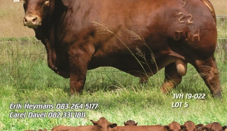 open-range-beefmasters-8-aug-2023-a4-beide-voor-custom-2.jpg.webp