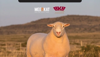 plakkaat-3.jpg.webp