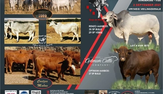 renzo-brahmans-2-september-2021.jpg_buiteblad.jpg.webp