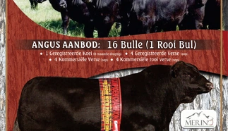 rheeboksplaat-angus-2023.jpg.webp