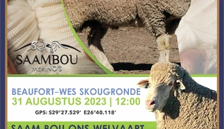 saambou-merinos-2023.jpg.webp