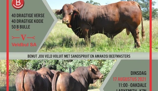 sandspruit-amakosi-beefmasters-a4-enkel-pamflet-17-augustus-2021.jpg.webp