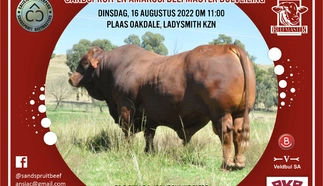 sandspruit-amakosi-beefmasters-a4-enkel-pamflet-custom.jpg.webp