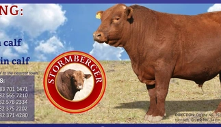 stormberger-bull-sale-cropped-1.jpg.webp