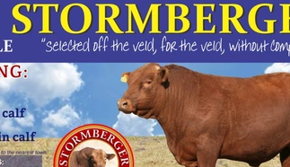 stormberger-bull-sale-cropped.jpg.webp