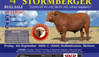 stormberger-bull-sale.jpg.webp