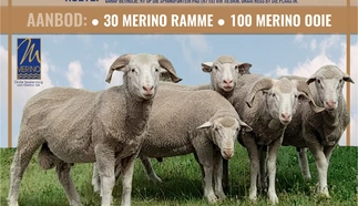 suid-vrystaat-merino-2024-poster.jpg.webp