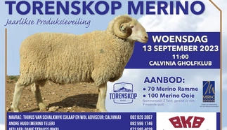 torenskop-merino-poster.jpeg.webp