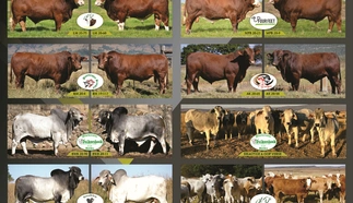 tri-bull-5-julie-2023-a3-gevou-na-a4-pamflet-binne-custom.jpg.webp